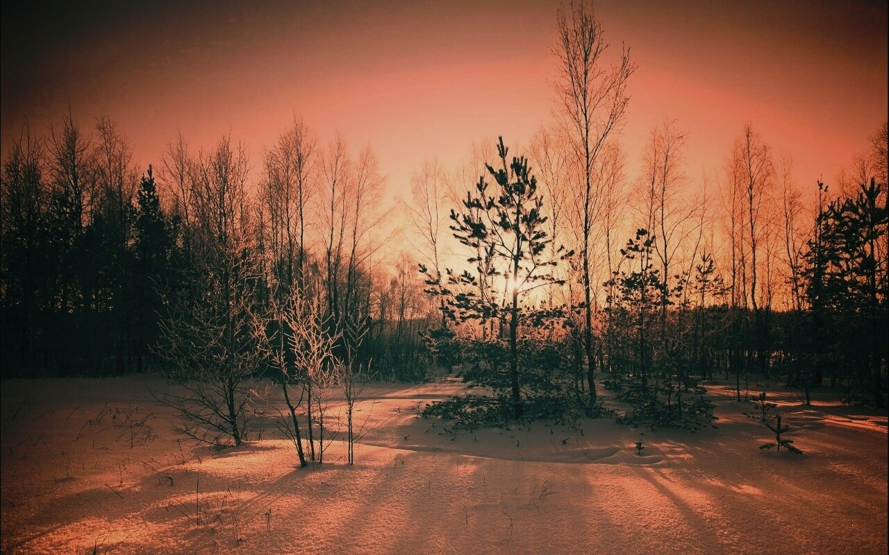 Зимний лес обои