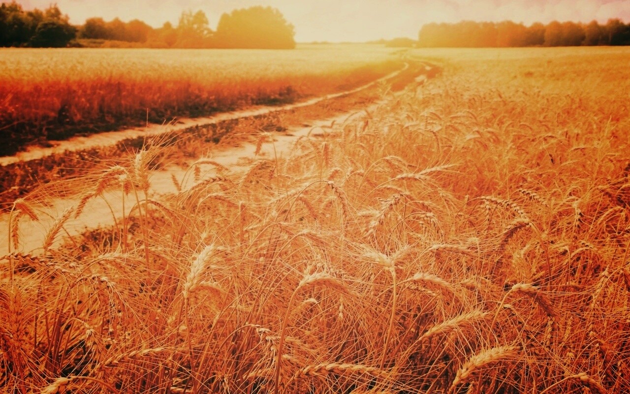 Речка среди поля обои