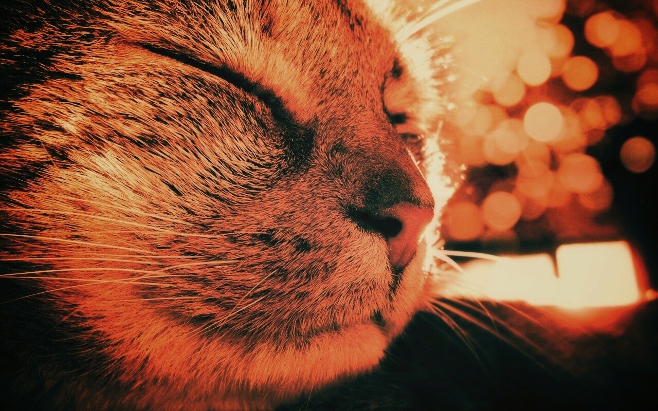 Спящий на солнце рыжий кот обои