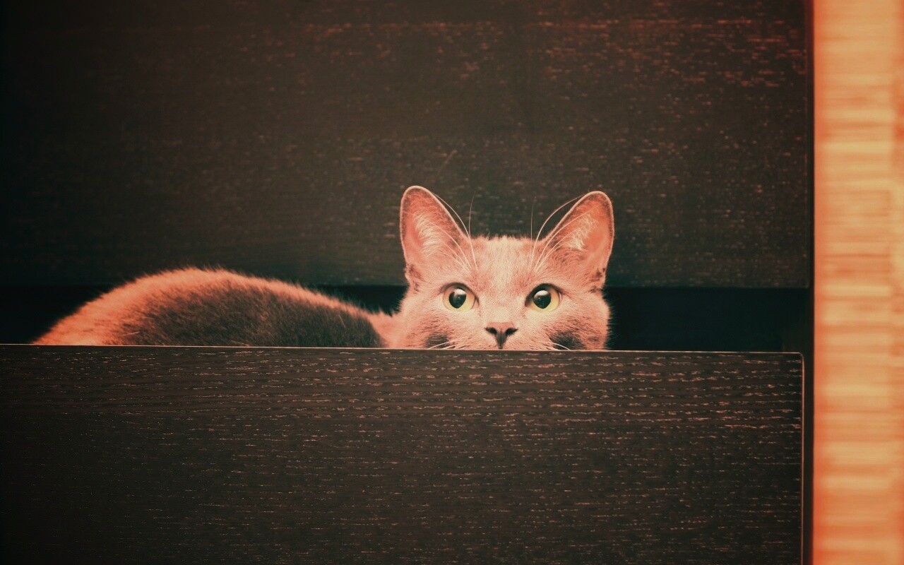 Кот в ящике комода обои