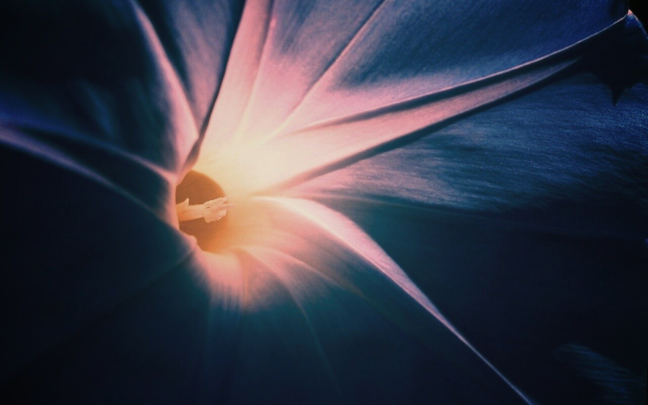 Нежный голубой цветок обои