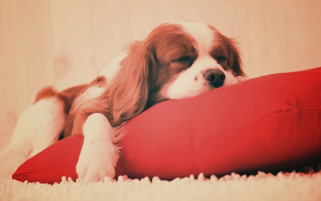Спящий щенок на красной подушке обои