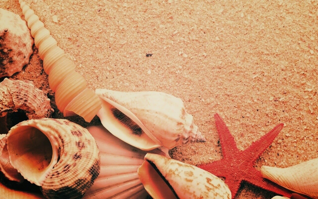 Морские раковины и звезды обои
