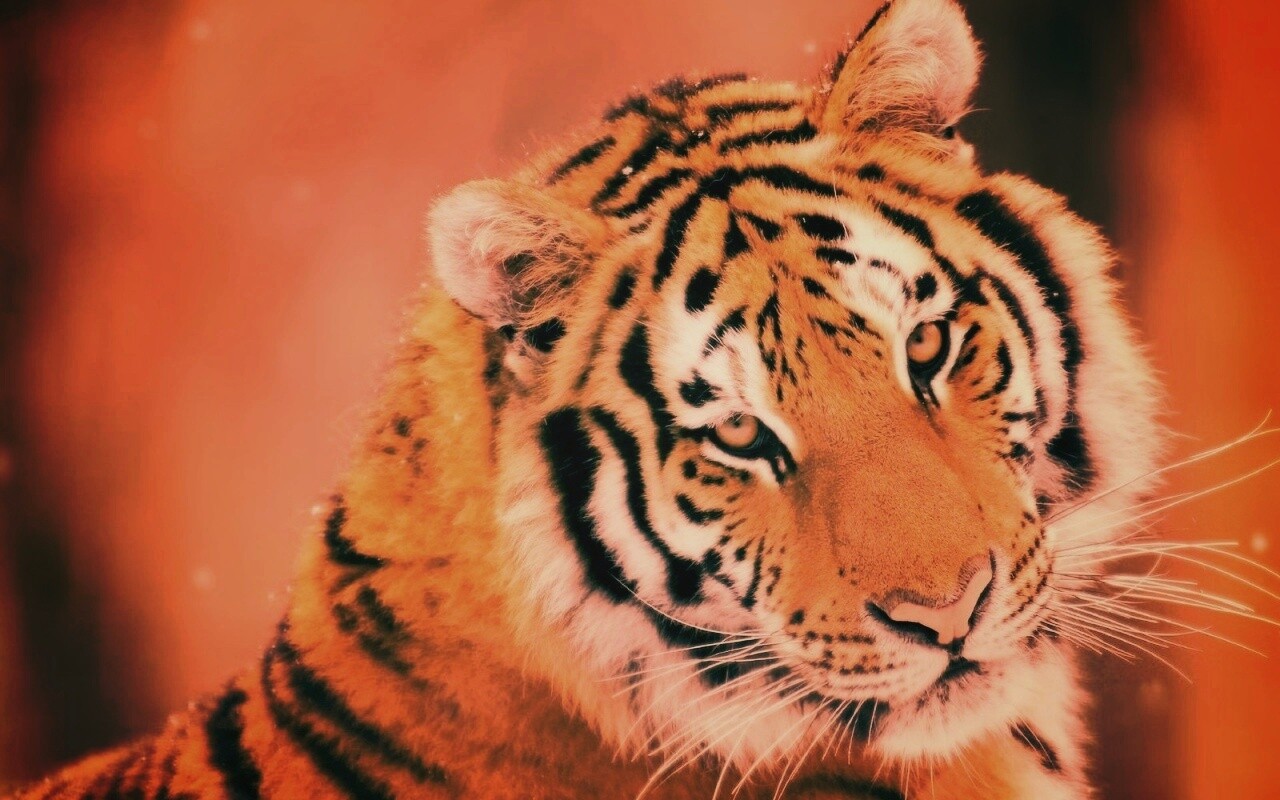 Тигр оборачивается обои