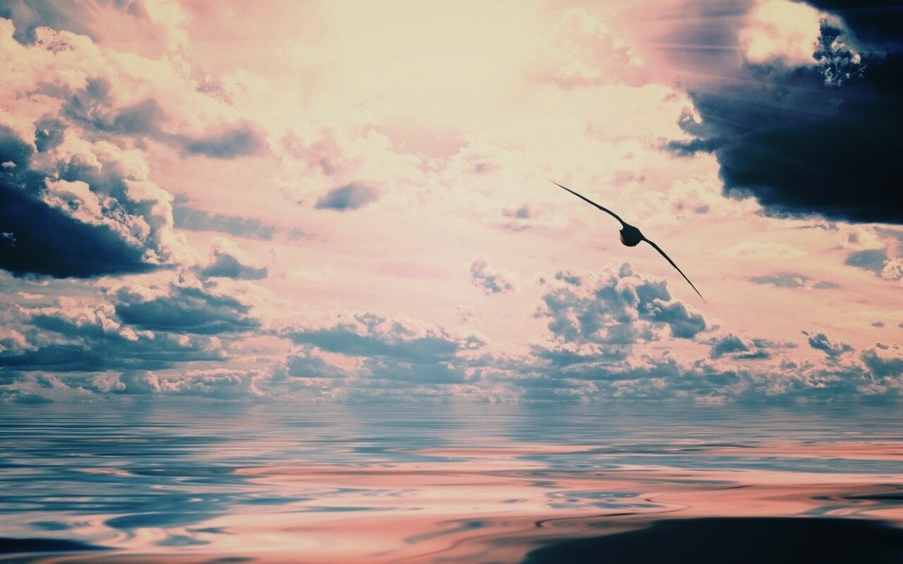 Лети как птица над волнами обои