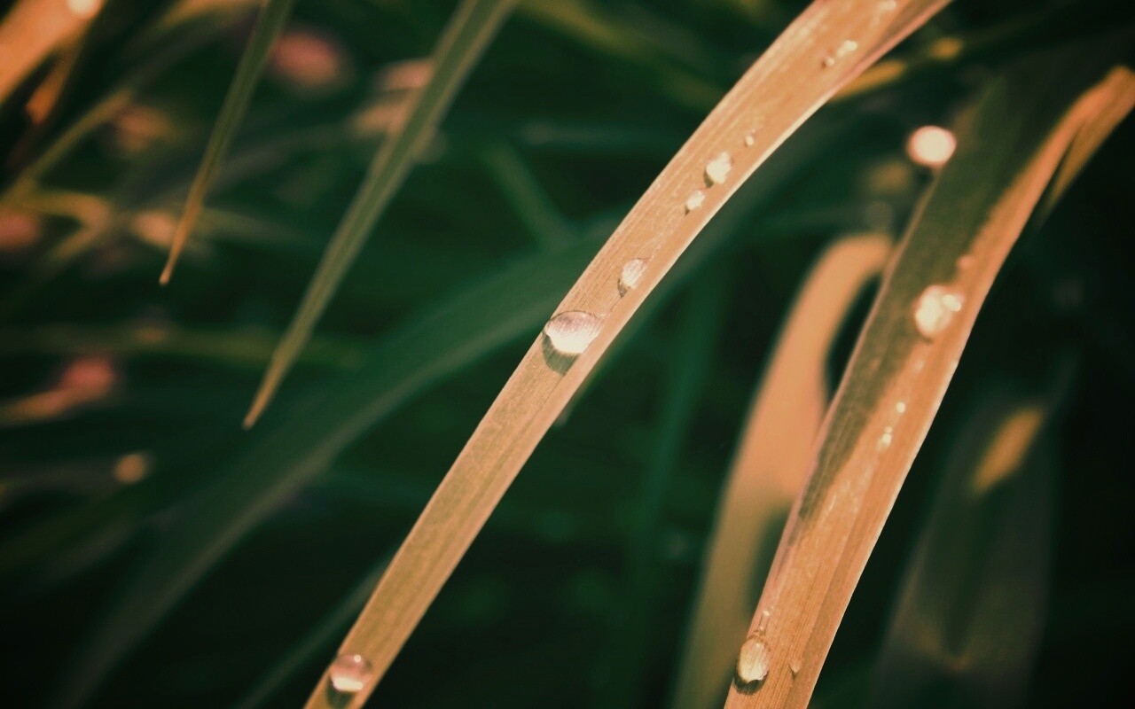 Капли росы на траве обои