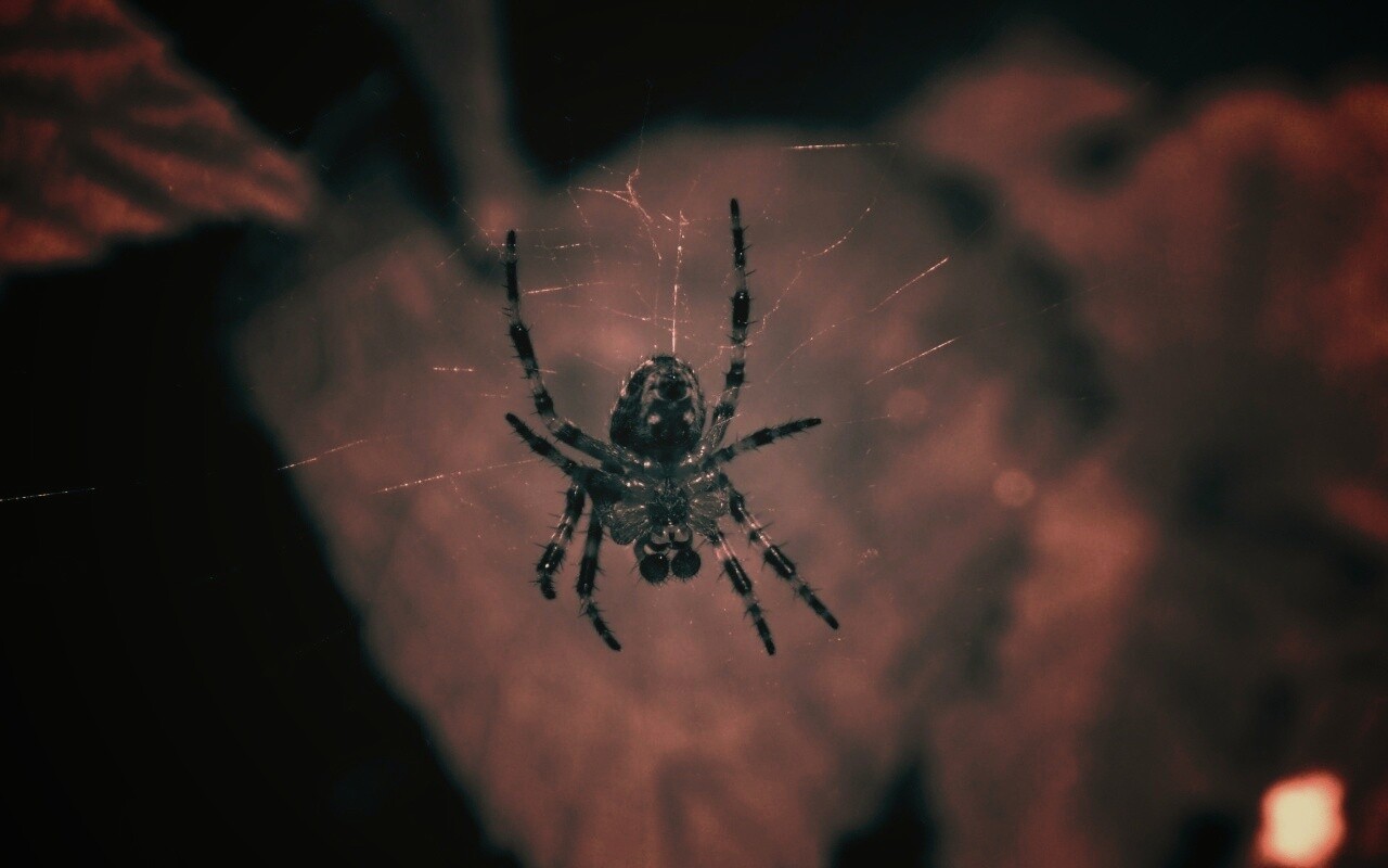 Паук на паутине обои