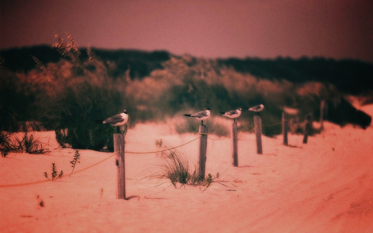 Птички на столбиках обои