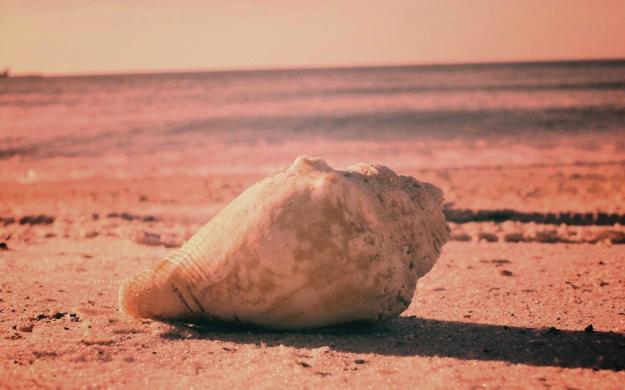 Морская раковина на пляже обои