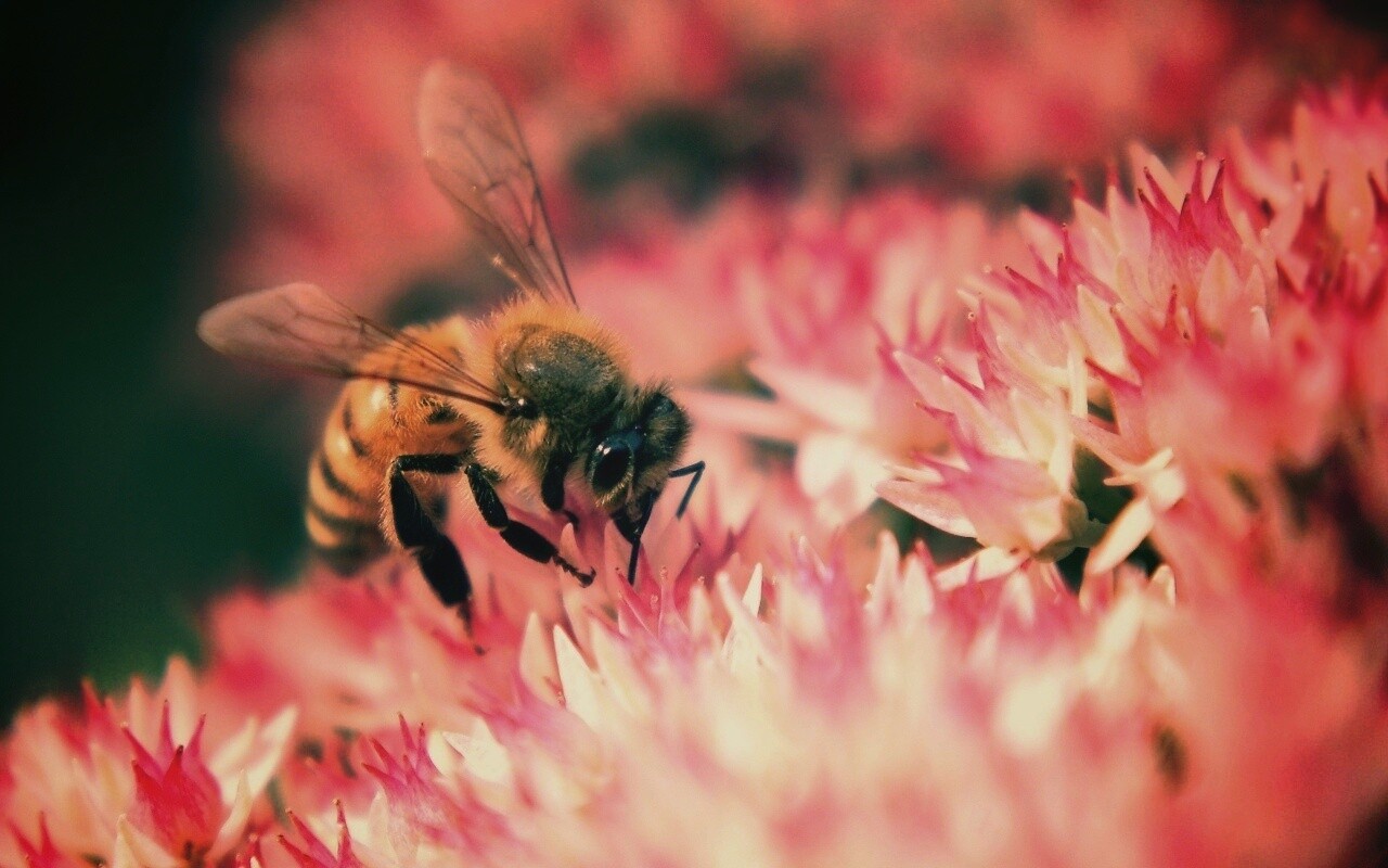 Пчела собирает пыльцу обои