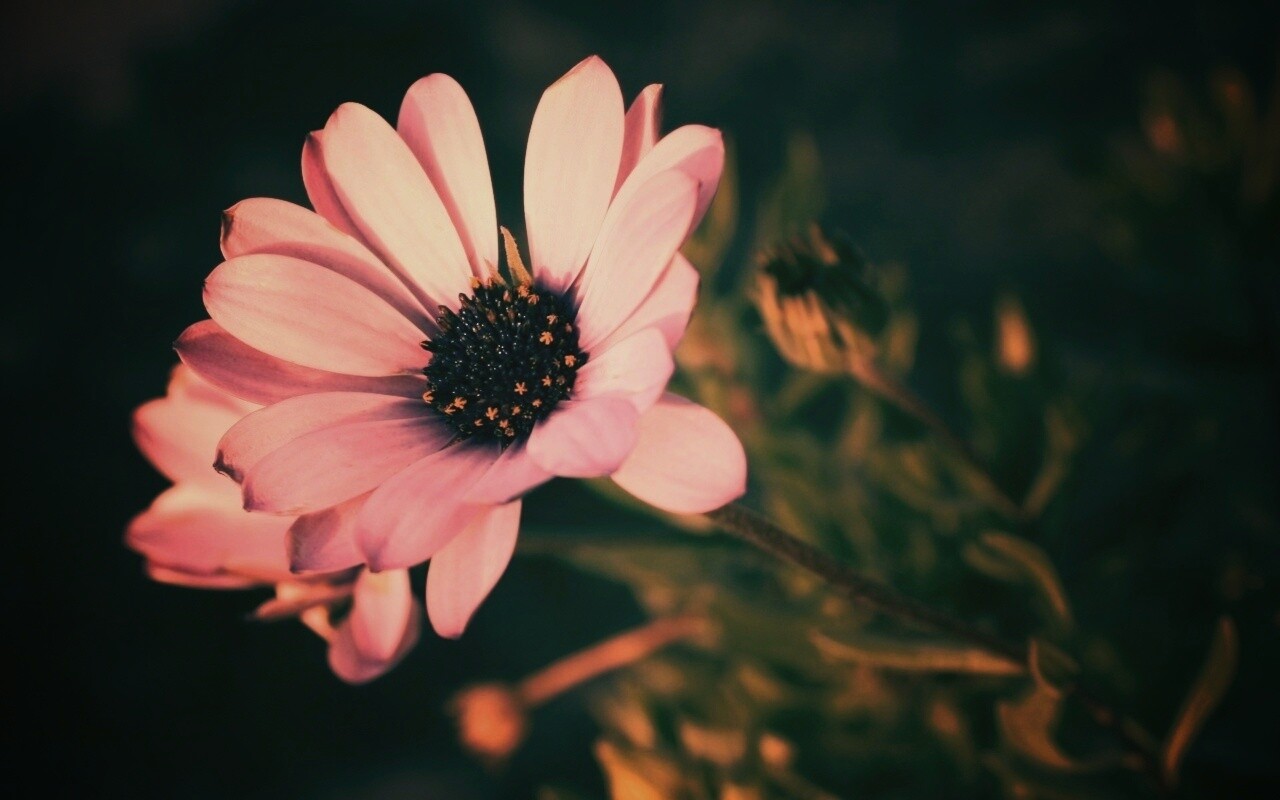 Одинокая фиалка обои