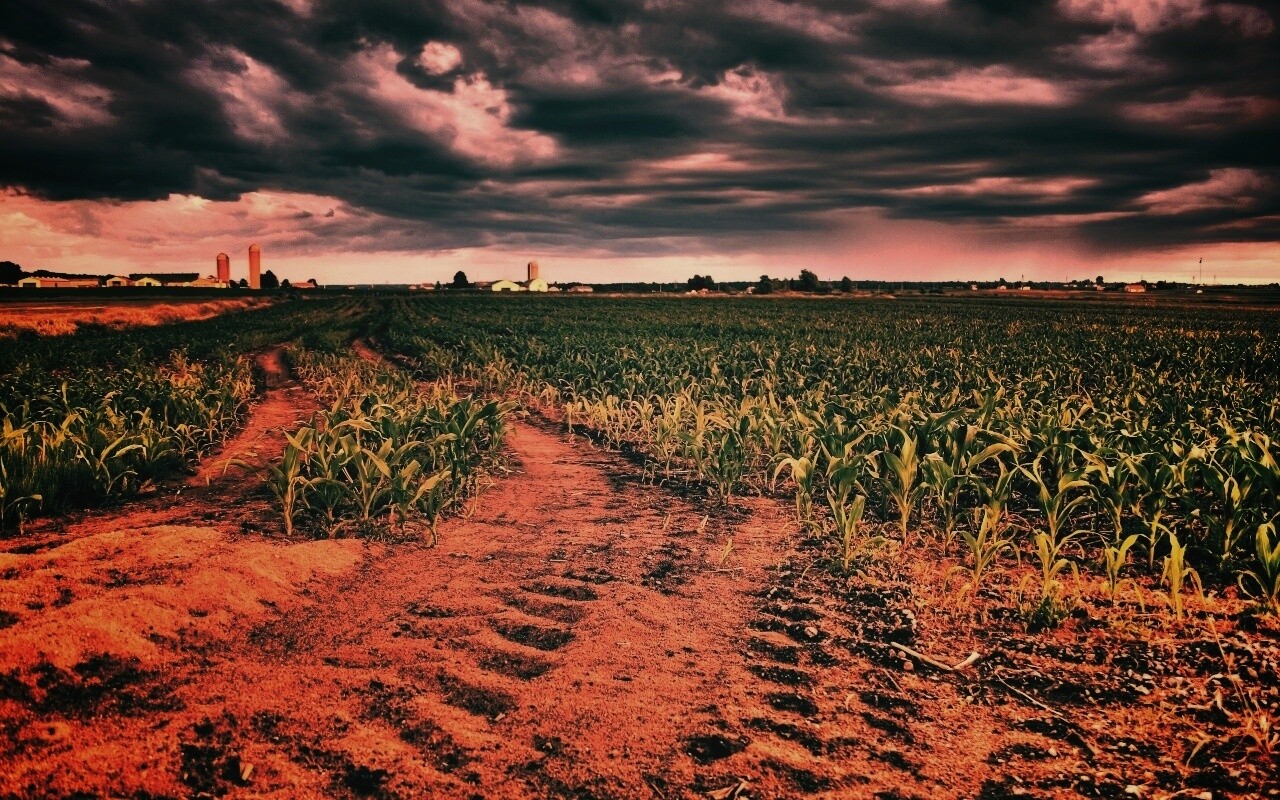Кукурузное поле у фермы обои