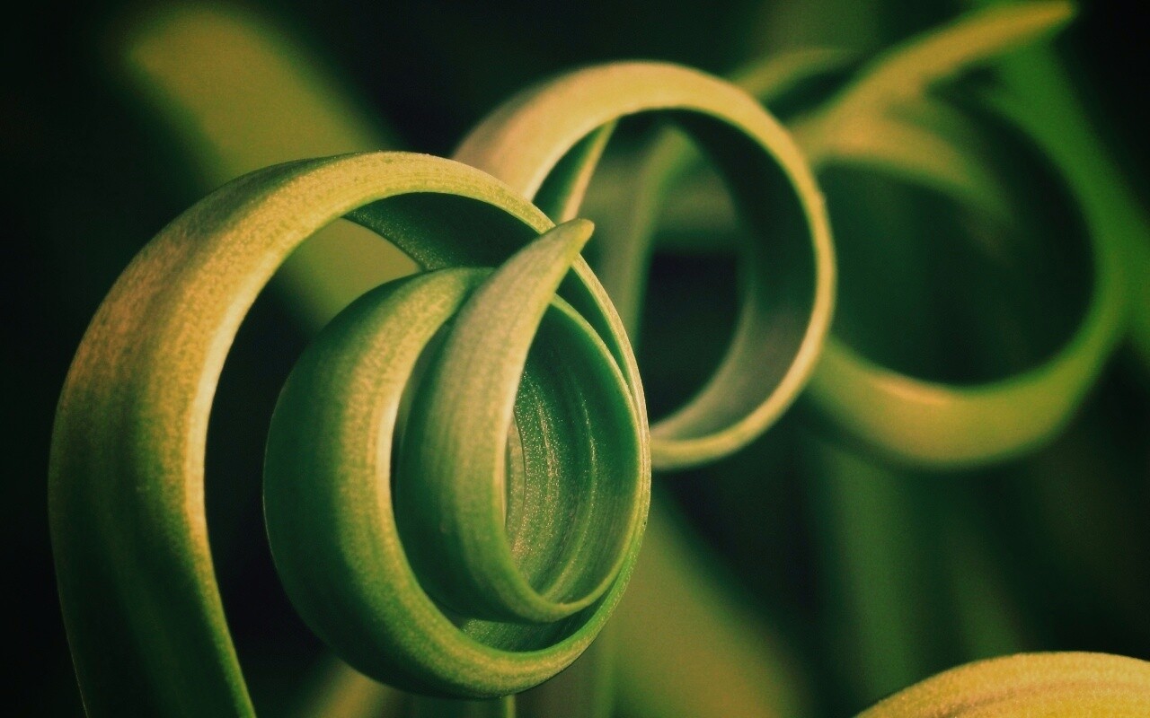 Зеленый обруч обои