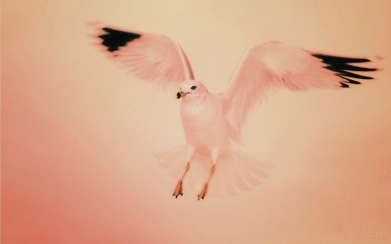 Гордая белая птица обои