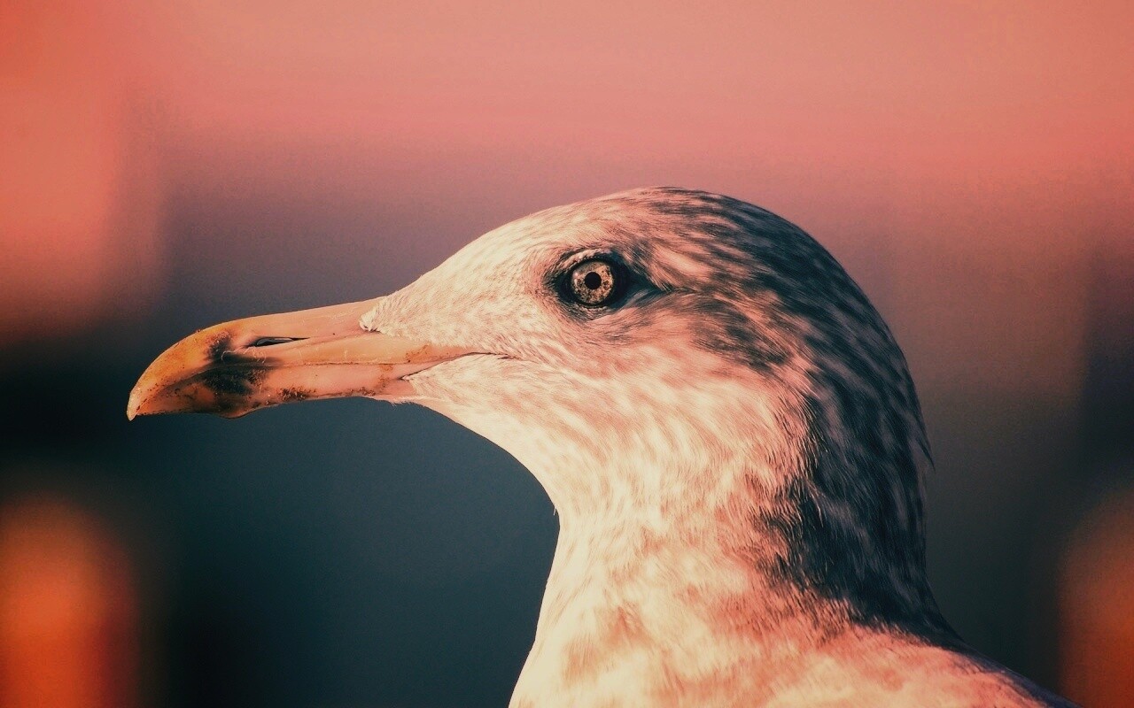 Птичка с длинным клювом обои