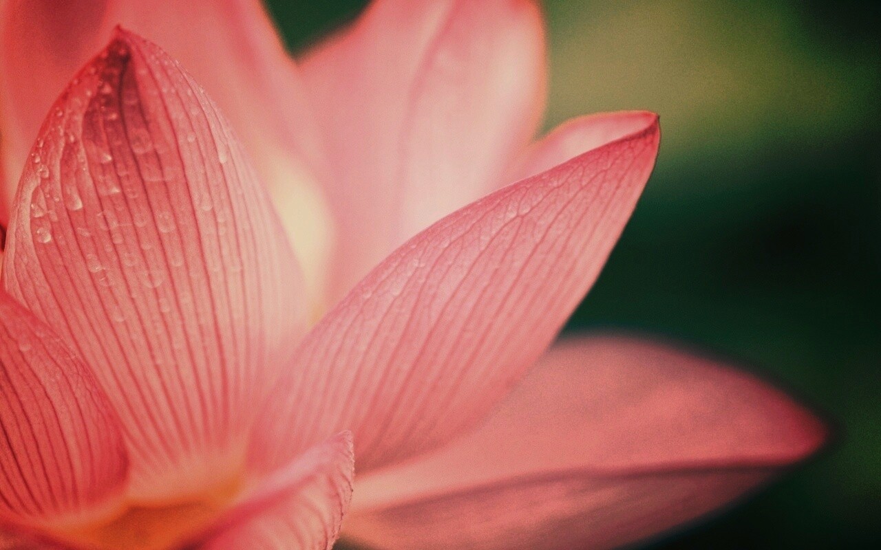 Лепестки цветов обои