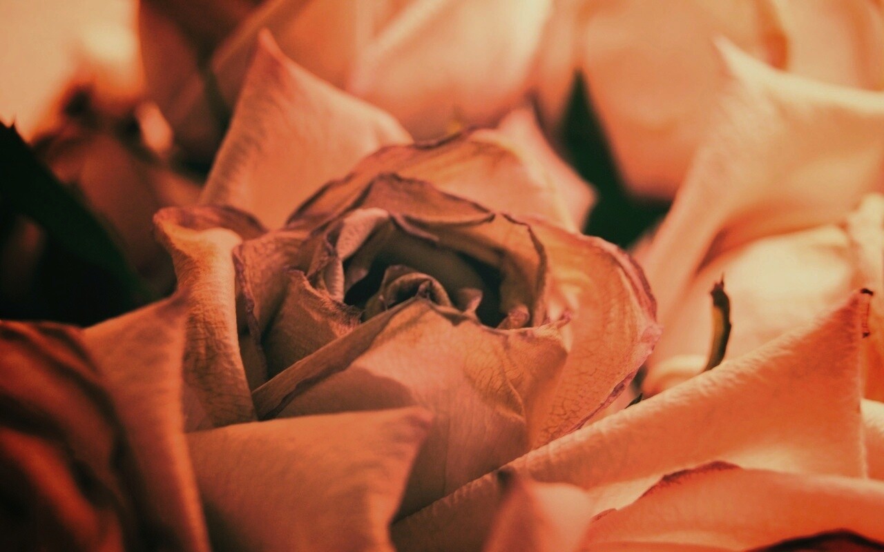 Увядающая роза обои