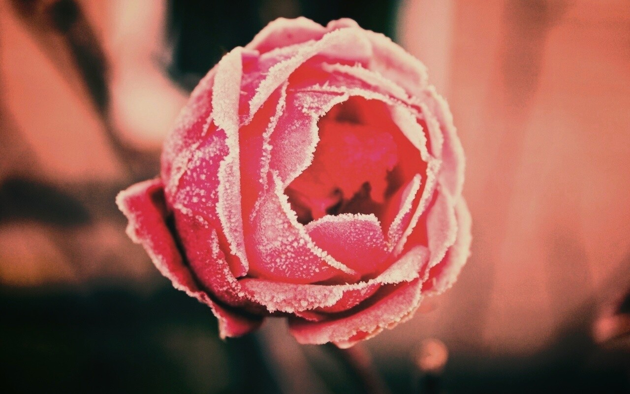 Роза в иние обои