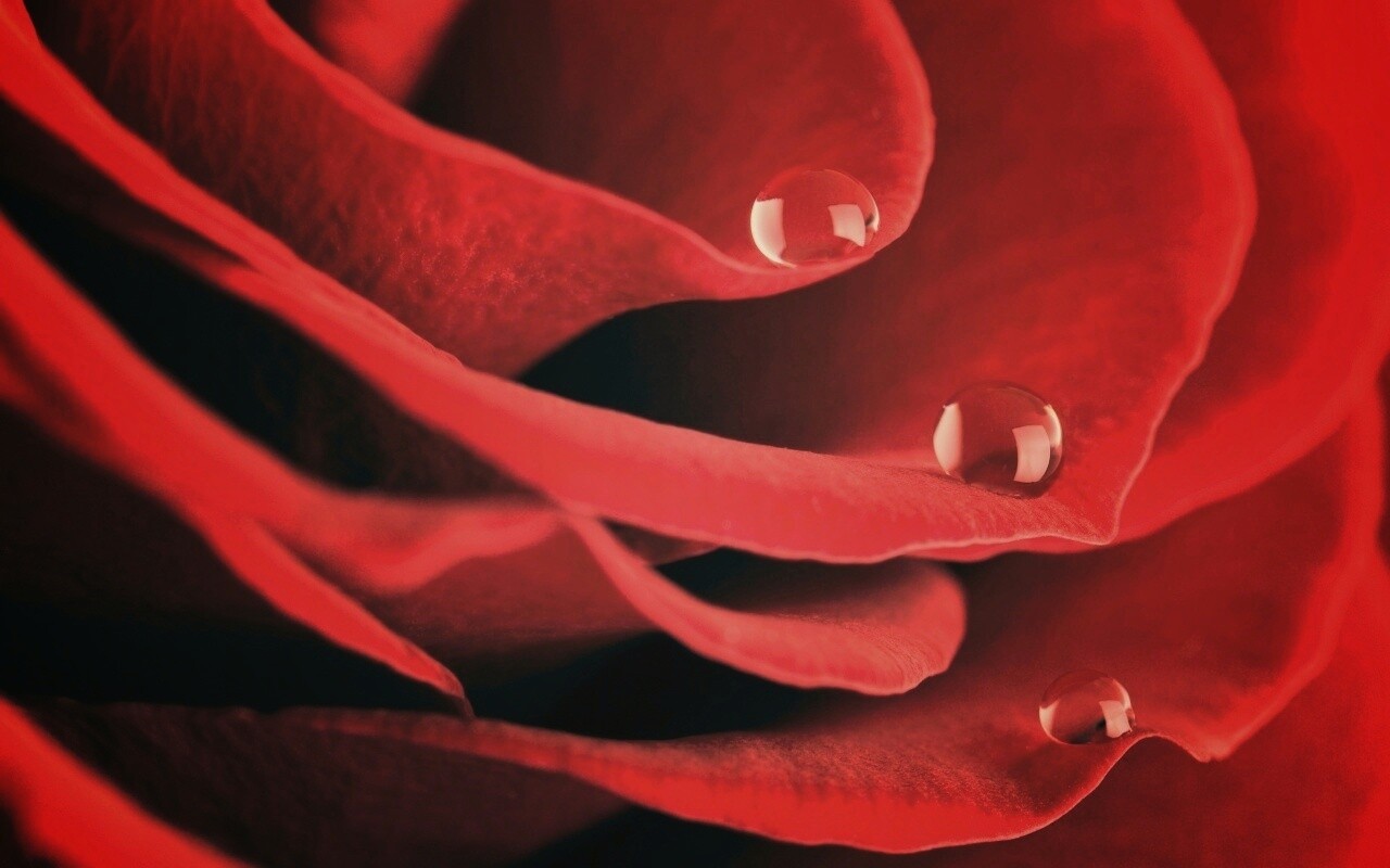 Капли росы на лепестках розы обои