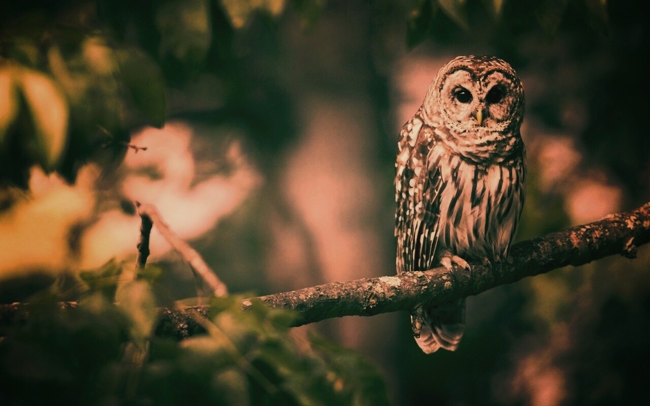 Сова на ветке обои