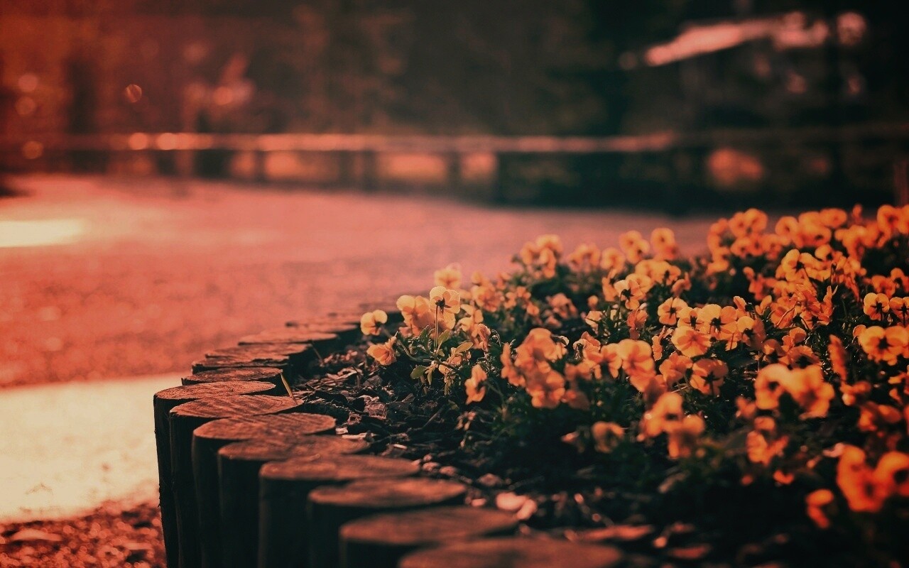 Красивая цветочная клумба обои