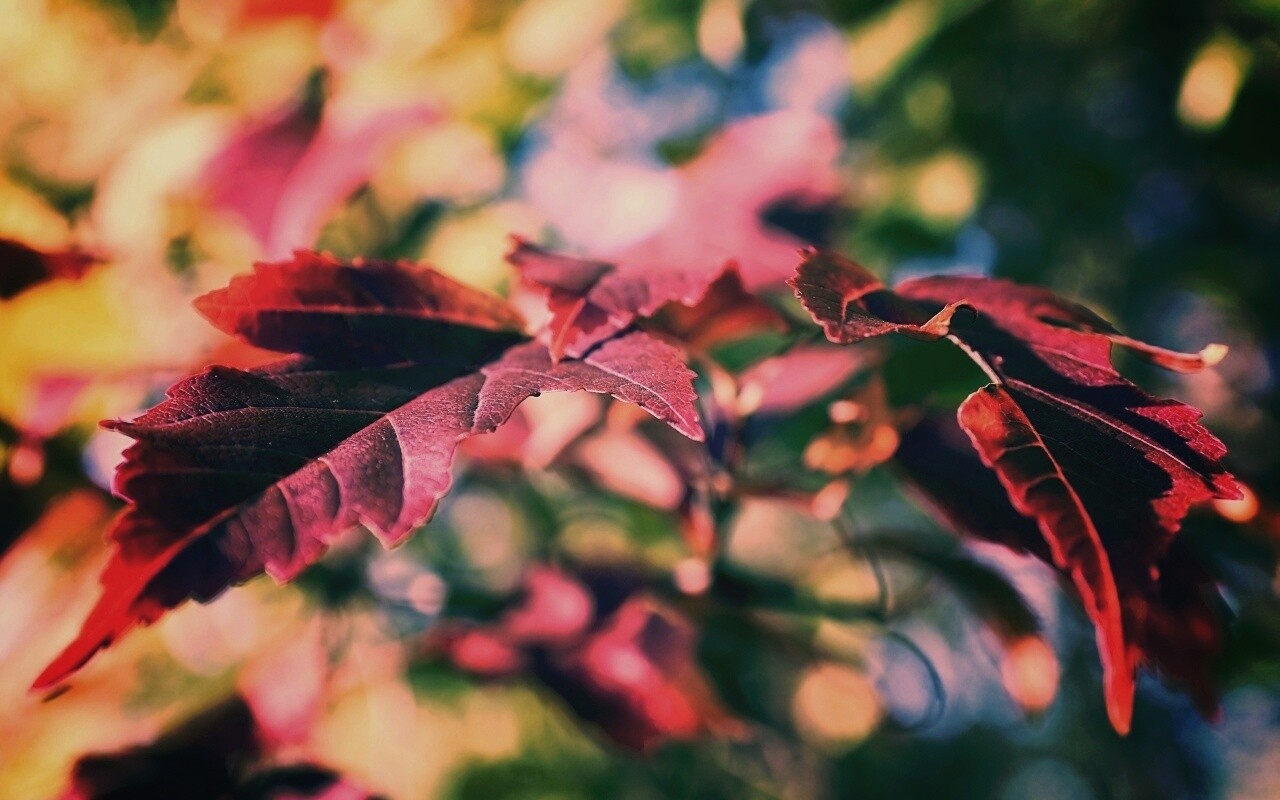 Красивые осенние листья в баговых цветах обои