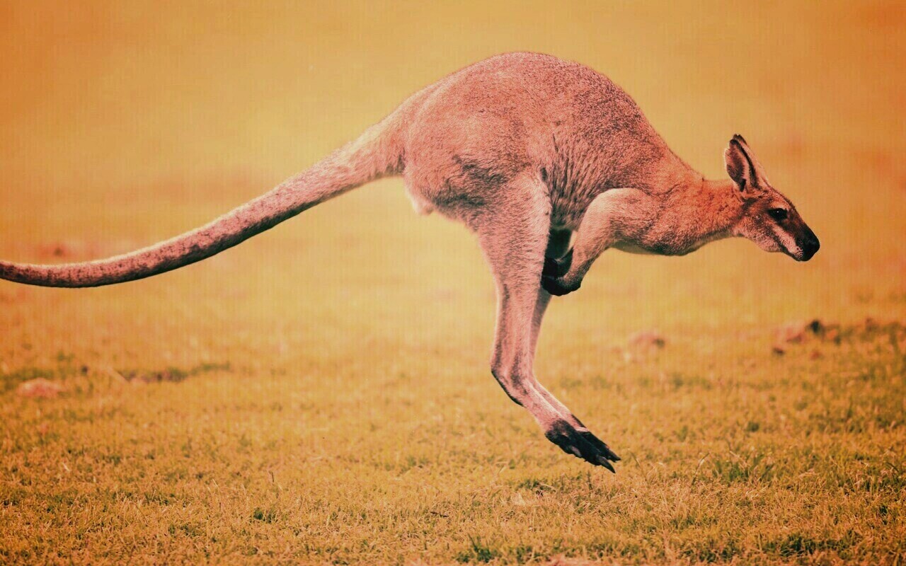 Кенгуру обои