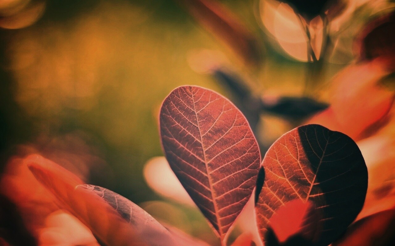 Красные листья обои