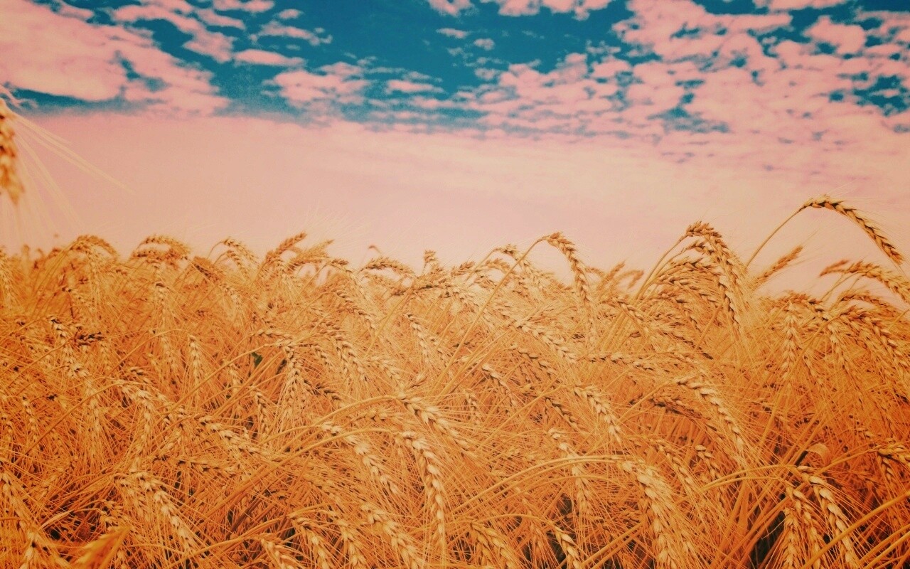 Колосья в поле обои