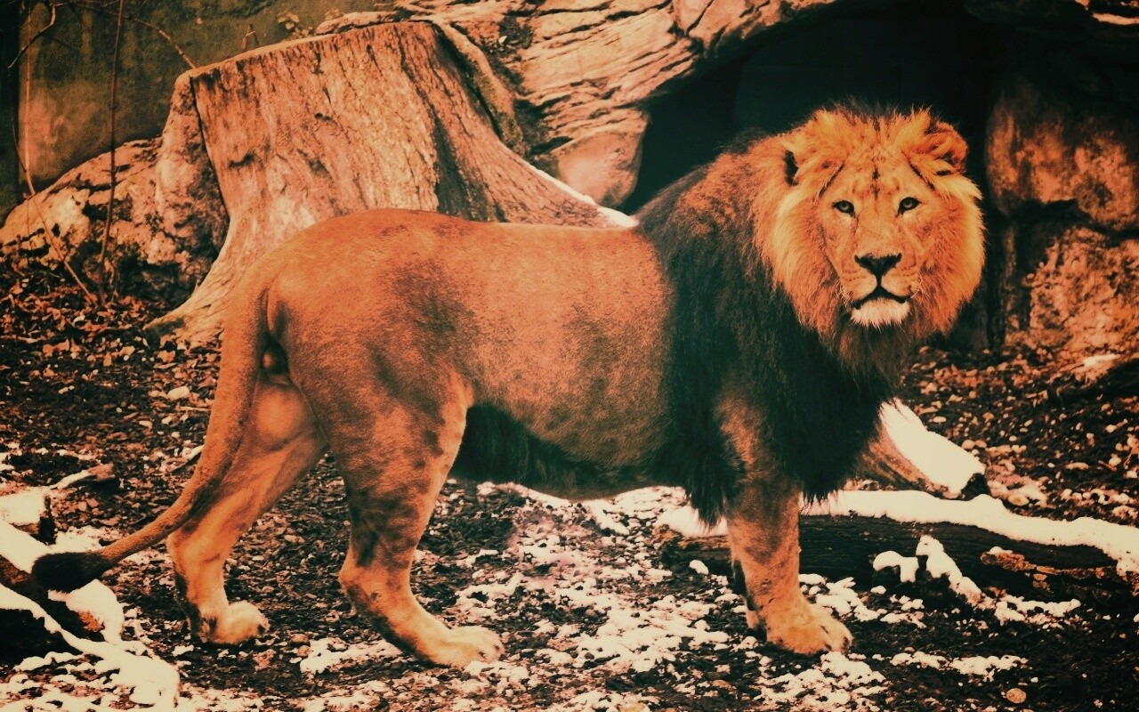 Красивый лев в лесу обои