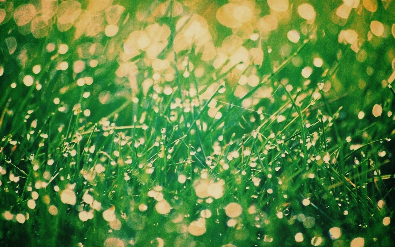 Трава в росе обои