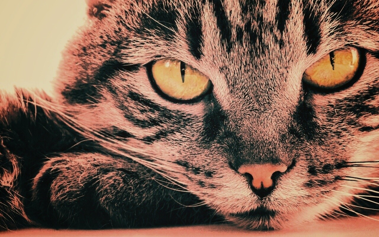 Пристальный кошачий взгляд обои