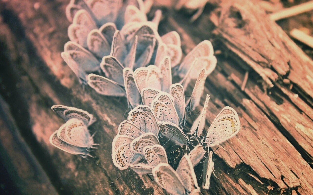 Голубые бабочки обои