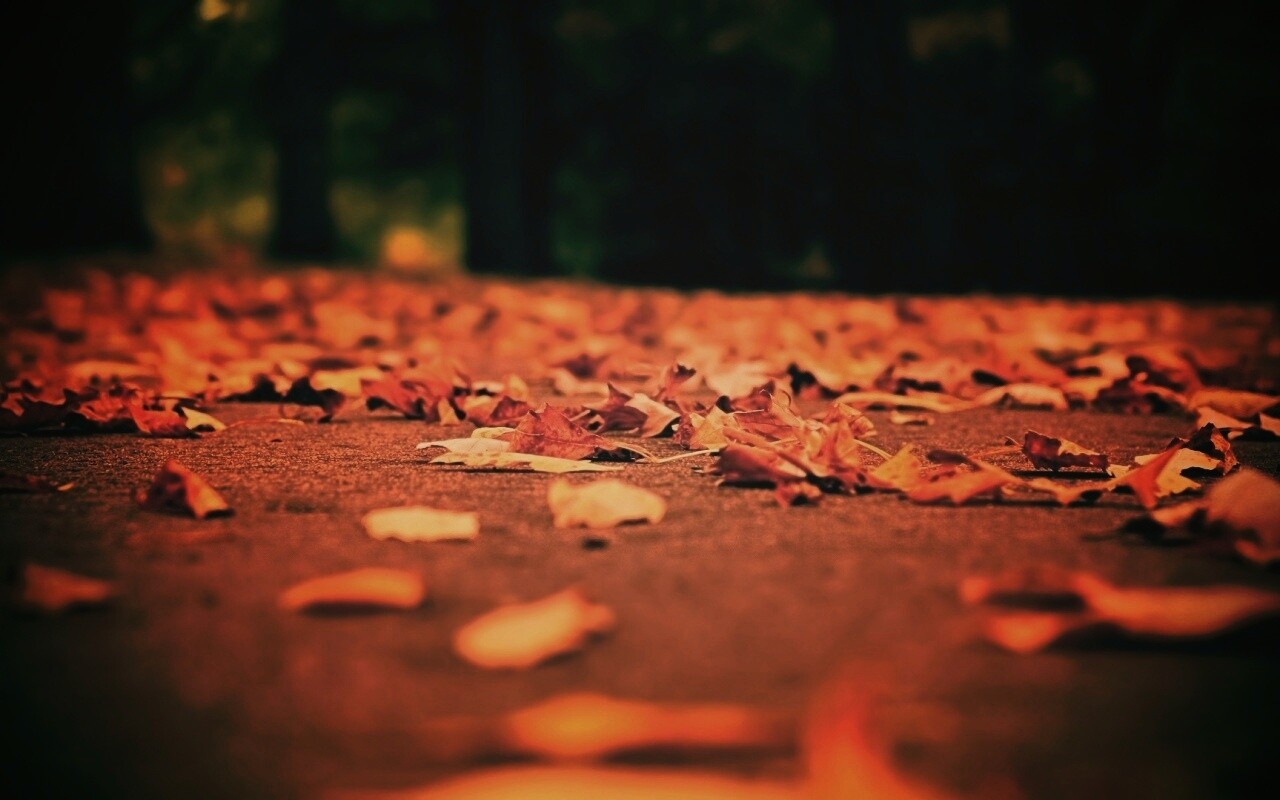 Дорога в листьях  обои