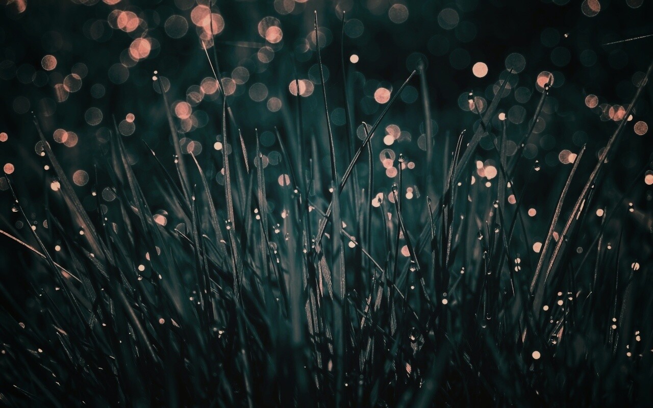 Трава ночью обои