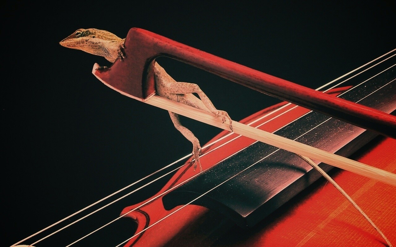 Ящерка на виолончели обои