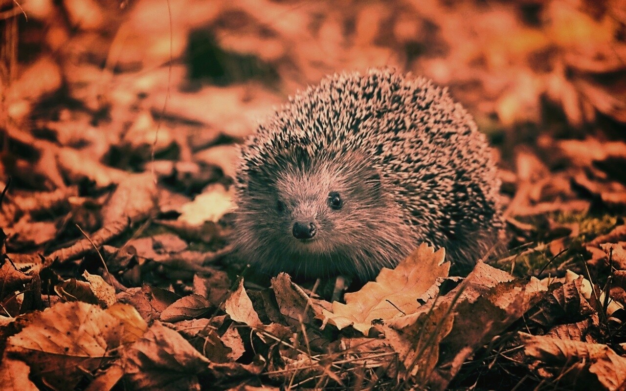 Ежик в осенней листве обои