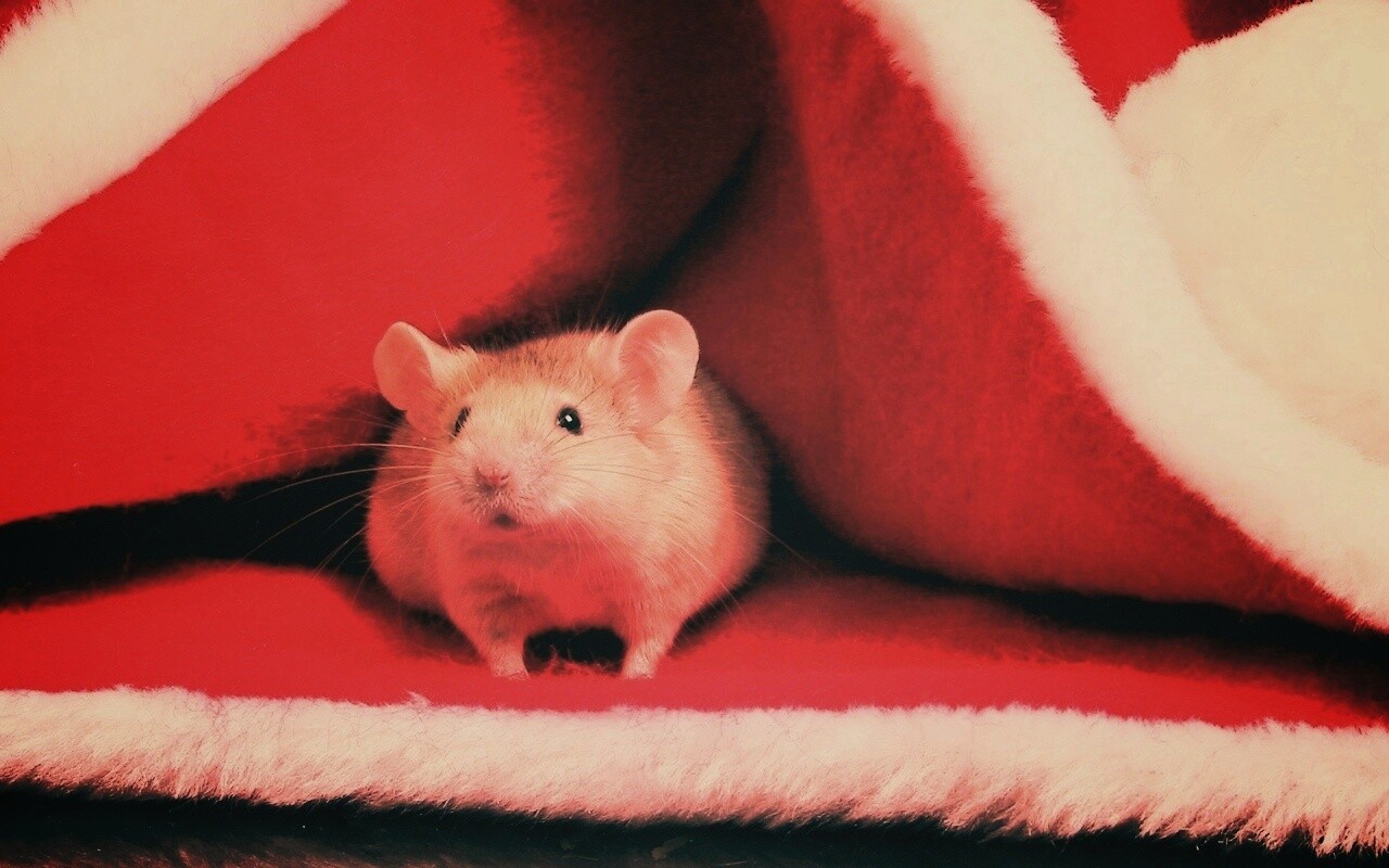 Толстый новогодний мышонок обои