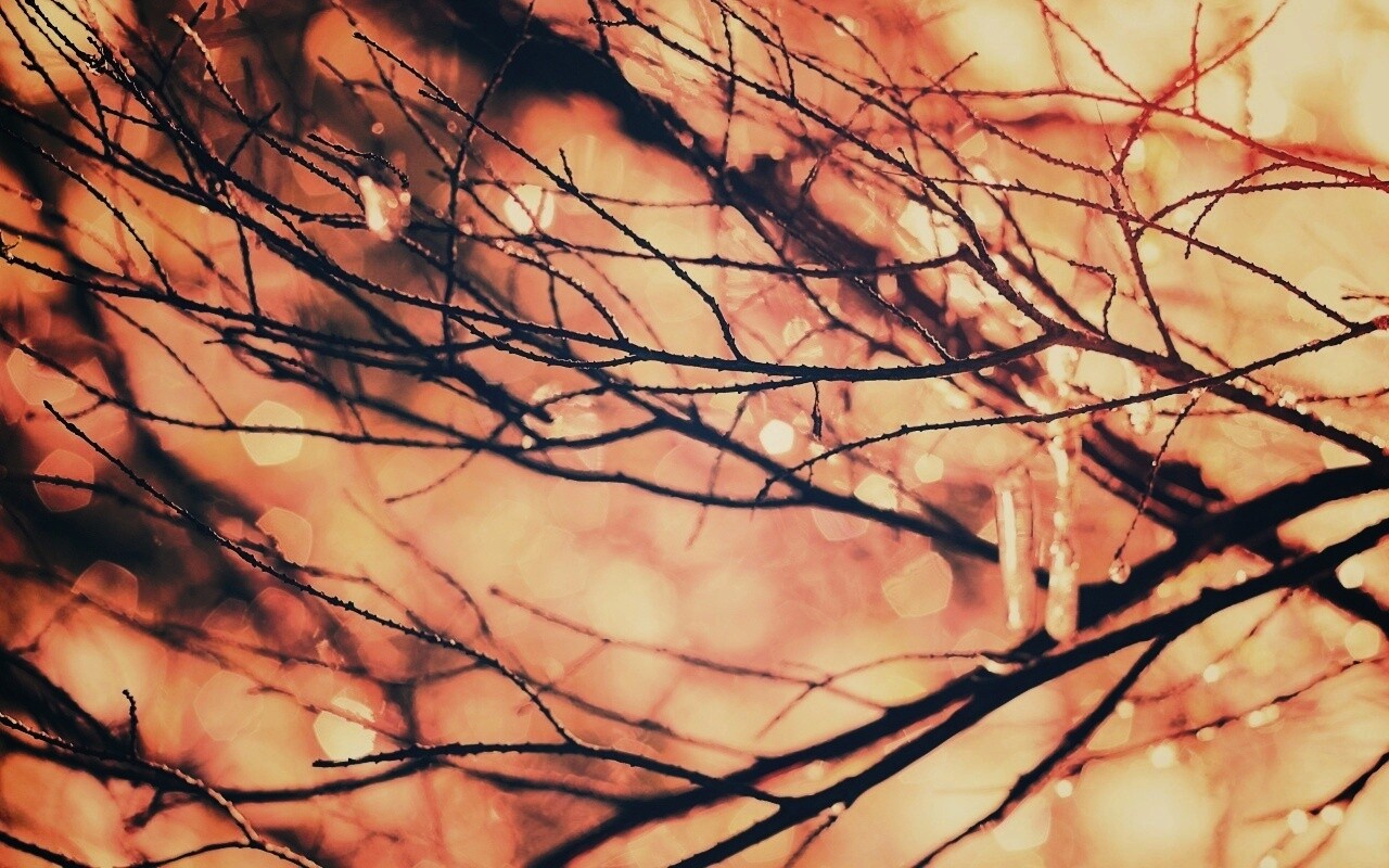 Мокрые ветви дерева обои