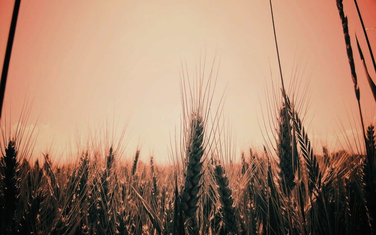 Колосья в поле обои