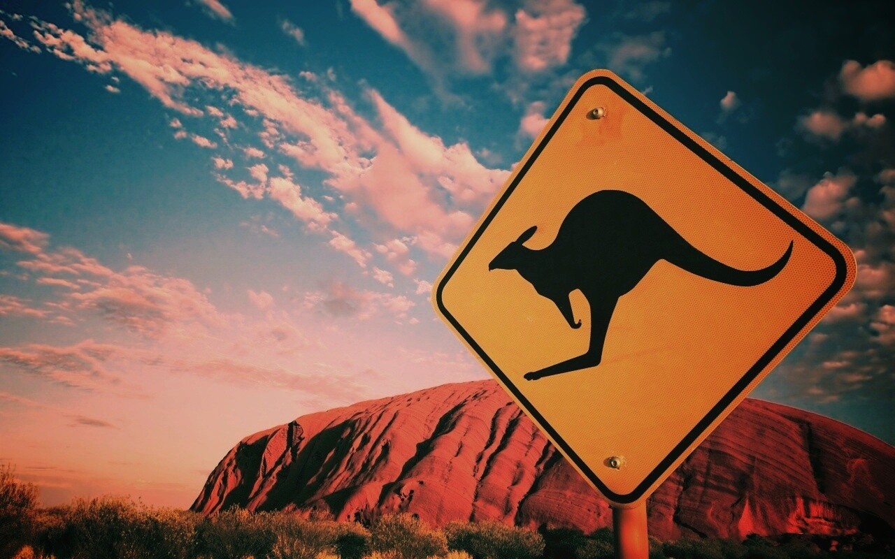 Осторожно, кенгуру! обои