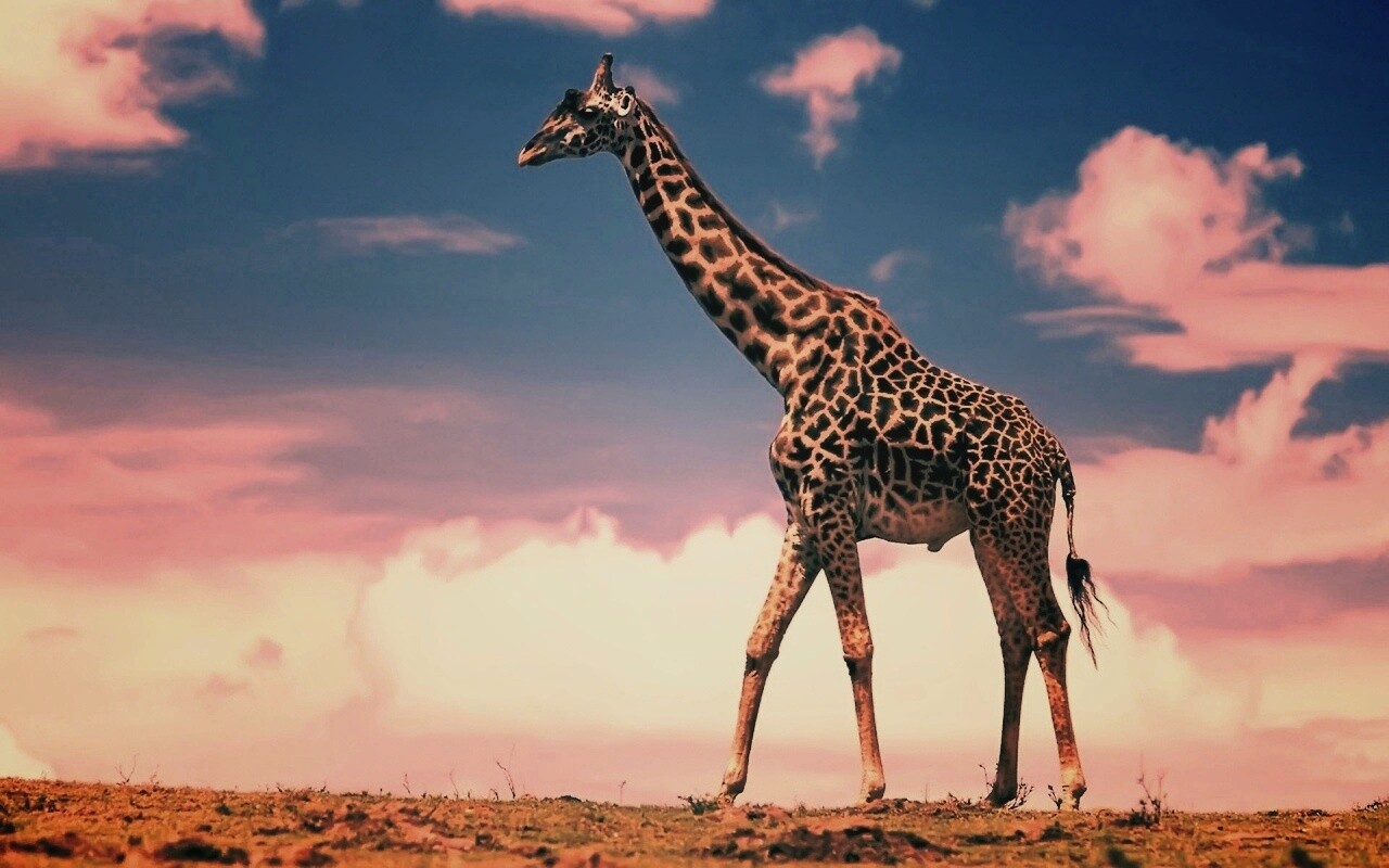 Жираф на прогулке обои