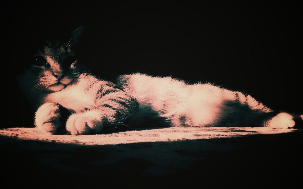 Котик в тени обои