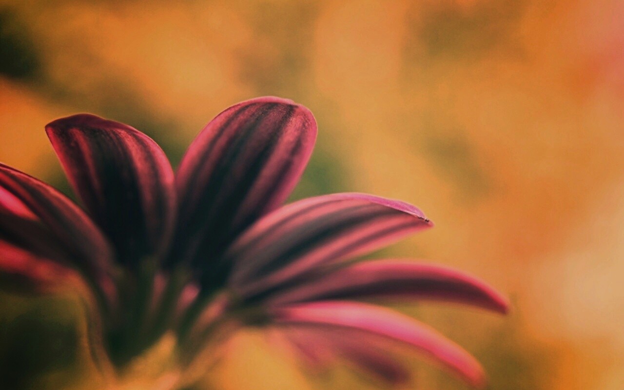 Макро фото цветка обои