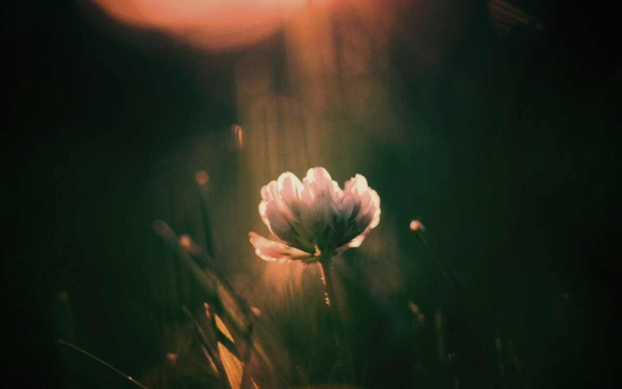 Белый клевер обои