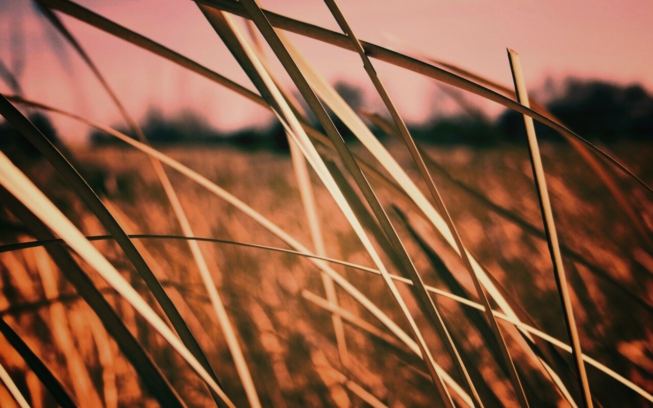 Желтая трава обои