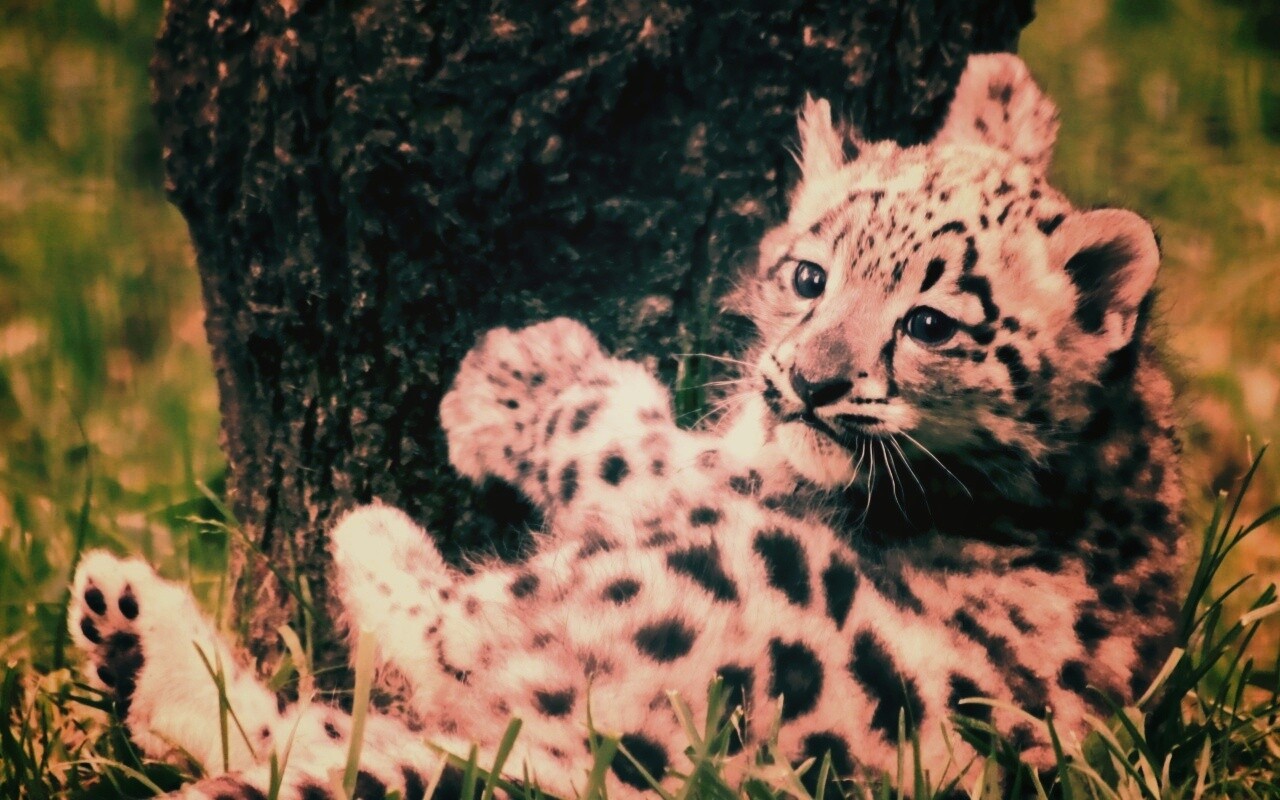 Котенок большой дикой кошки обои