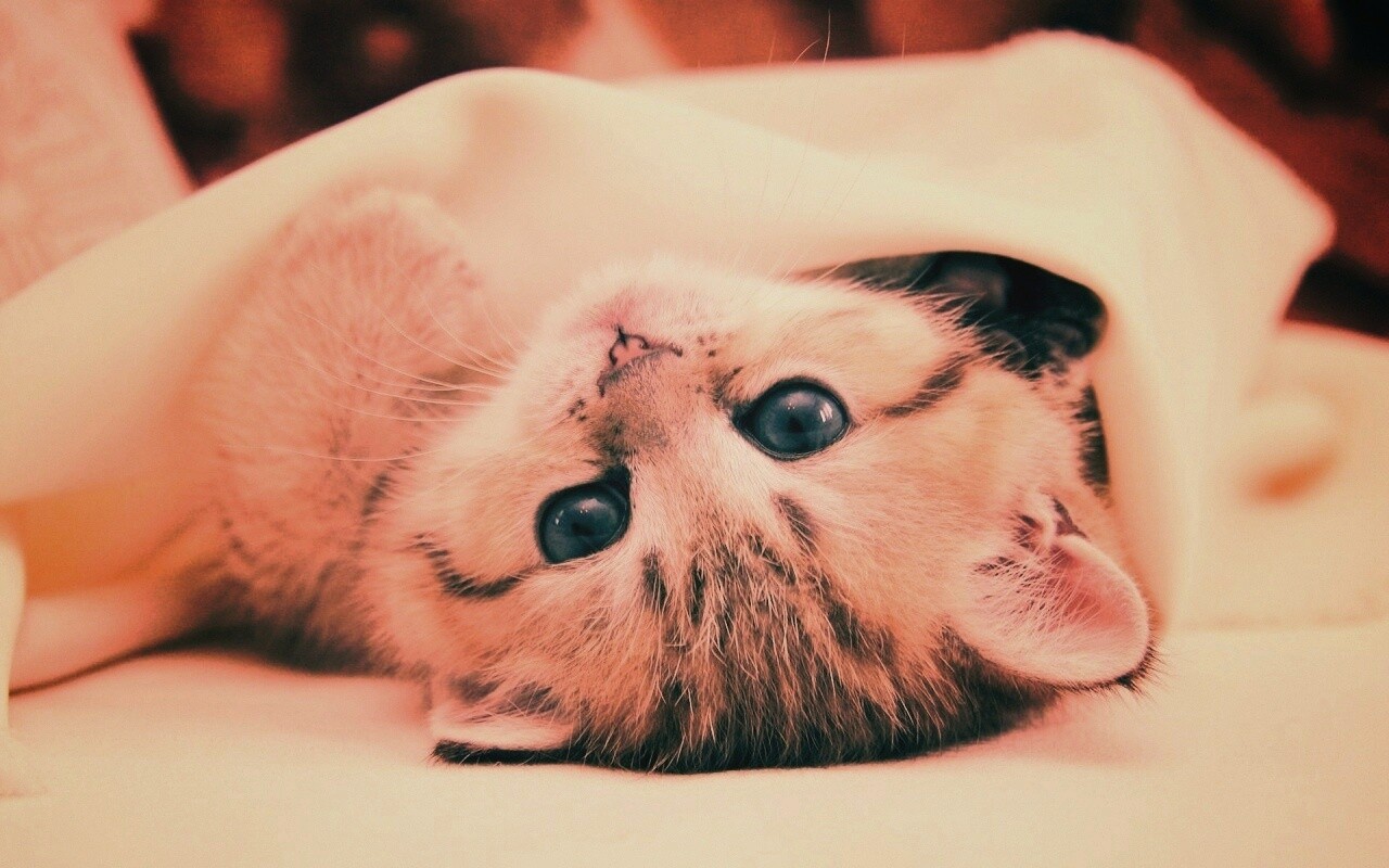 Котёнок вверх ногами обои