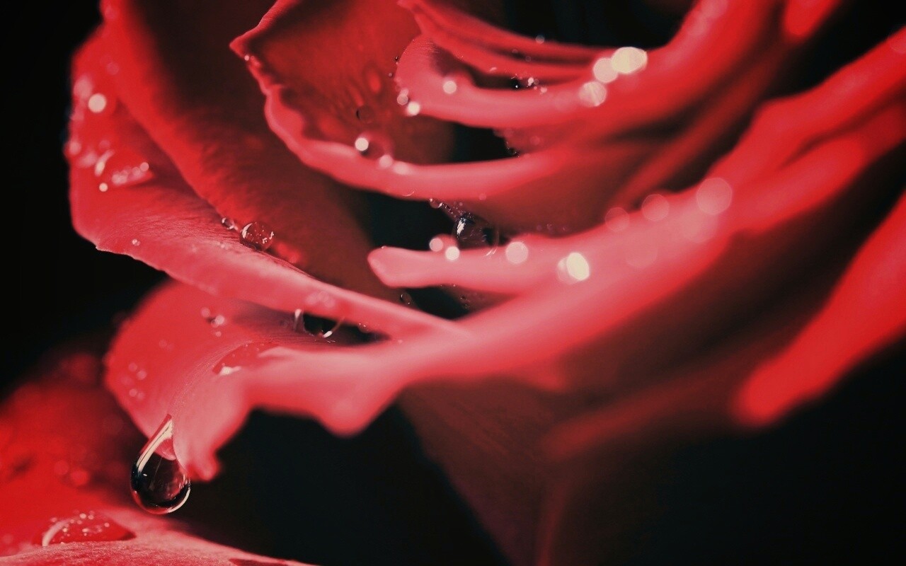 Капли на лепестках розы обои