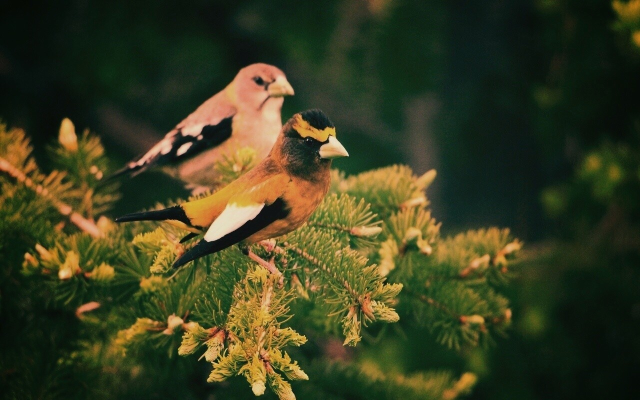 Птички с зелёными клювами обои